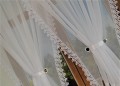 DSC08792.jpg